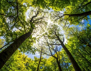 Fototapeta premium Looking up at tall tree canopies against a bright blue sky