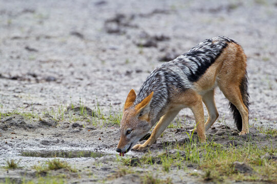 Black-backed jackal drinking at watering hole in Central Kalahari Botswana
