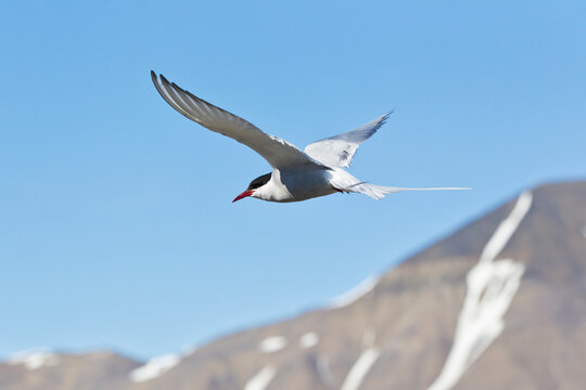 Arctic tern flying outdoors over snowy mountains in Svalbard