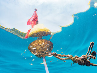 ブイに住む幼魚達。 カンパチ, Seriola dumerili, ツムブリ, Elagatis bipinnulata, アジ科,, イシダイ, Oplegnathus fasciatus, イシダイ科, オヤビッチャ, Abudefduf vaigiensis, スズメダイ科, アミメハギ, Rudarius Ercodes, カワハギ科, 他の群れ。 ヒリゾ浜南伊豆町中木 静岡県伊豆半島  © d3_plus