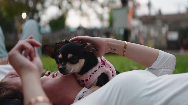 Woman playing with two chihuahua dogs in a park