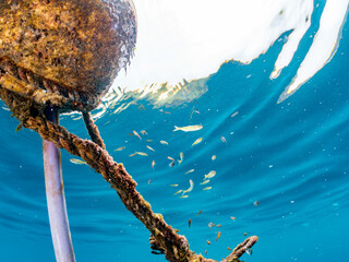 ブイに住む幼魚達。
カンパチ, Seriola dumerili,
ツムブリ, Elagatis bipinnulata,...