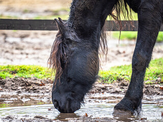 Ein intensives Porträt des schwarzen Pferdes vor einem Hintergrund aus glühend orangefarbenem...