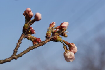 桜のつぼみが膨らむ春の空の背景
