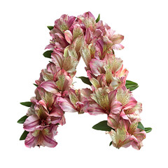 Top view of a 3D letter A made of fresh Alstroemeria flowers isolated on a white transparent background