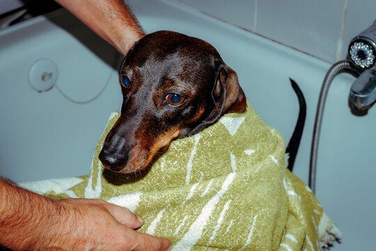 Adorable dachshund drying with towel in bathtub after bath