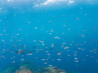 Fototapeta premium フエダイ、メジナ、イスズミ、ホウライヒメジ、チョウチョウウオ他群れ。 Blue-Spotted Sea Perch, Lutjanus stellatus, Largescale Blackfish, Girella punctata, 他。 ヒリゾ浜南伊豆町中木 静岡県伊豆半島-2025 日本有数のシュノーケリングスポット。 夏の数カ月間だけ渡し船で行ける。 水質透明度魚影が素晴らしい。