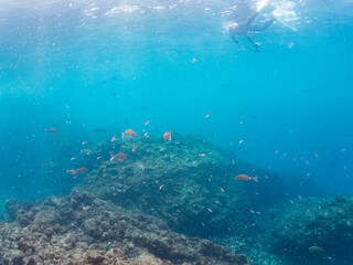 Fototapeta premium フエダイ、メジナ、イスズミ、ホウライヒメジ、チョウチョウウオ他群れ。 Blue-Spotted Sea Perch, Lutjanus stellatus, Largescale Blackfish, Girella punctata, 他。 ヒリゾ浜南伊豆町中木 静岡県伊豆半島-2025 日本有数のシュノーケリングスポット。 夏の数カ月間だけ渡し船で行ける。 水質透明度魚影が素晴らしい。