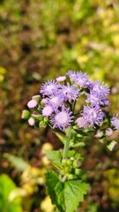 Fototapeta premium A close-up photograph of delicate purple wildflowers in full bloom, featuring fine, feathery petals and tiny clustered blossoms. The flowers are sharply focused against a softly blurred green and gold