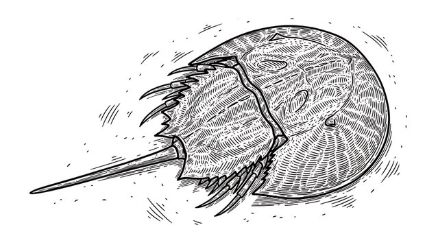 Xiphosura horseshoe crab sketch engraving illustration T-shirt apparel print design Scratch board im