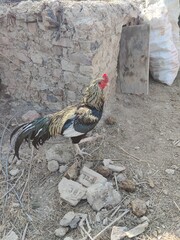 Colorful rooster standing on rocky ground rural village scene © Muhammad