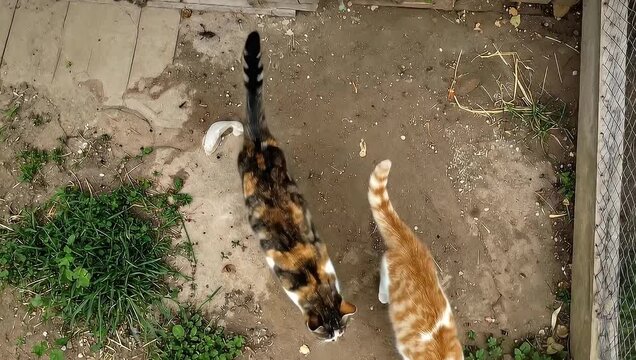 Two Cats in a Backyard - A Top-Down View of Feline Companionship.