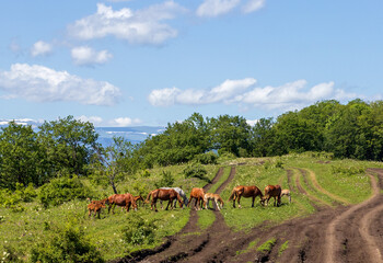 Horses grazing on a foothill plateau, covered spaces and clearings in the morning sun overlooking the mountains