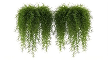 Pair of dense green hanging plants with thin, needle-like leaves cascading downwards on a white background