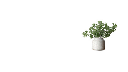 Minimal potted green houseplant in ceramic pot modern interior decor with copy space isolated on white background