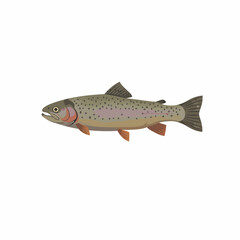 Obraz premium Rainbow trout fish isolated on white background aquatic animal.