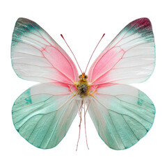 Delicate butterfly with white, pink, and teal wings against black