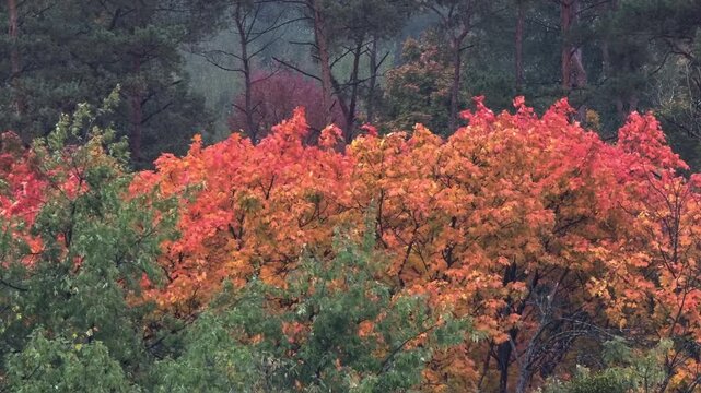 Rainy weather in a beautiful forest with vibrant red and orange autumn foliage swaying in the wind