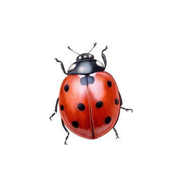 Watercolor ladybug with red shell and black spots isolated on a transparent background
