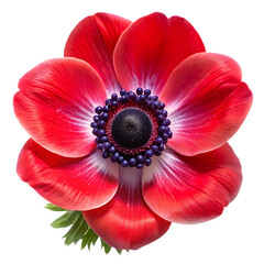 Vibrant red anemone flower with white ring and dark center isolated on white background PNG. AI Generated.