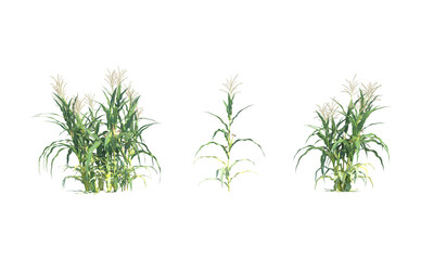 Corn zea mays png alpha channel without environment