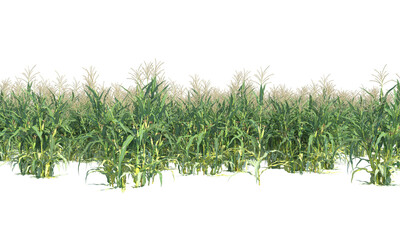 Corn zea mays png alpha channel without environment