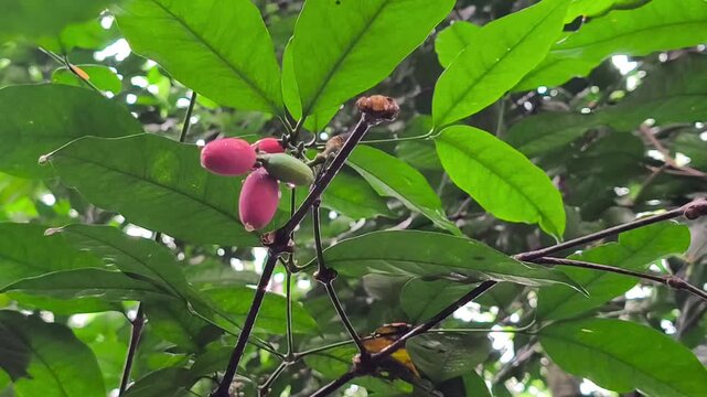 Ripe red and green melinjo fruits hanging from branches with lush leaves.