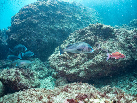 コショウダイ, Crescent sweetlips, Plectorhinchus cinctus,
コロダイ, Painted Sweetlips, Diagramma pictum,
クロホシフエダイ, Black-spot Sea Perch, Lutjanus russelli,
メジナ, Largescale Blackfish, Girella punctata,
ホウライヒメジ,他