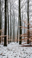 Obraz premium Snowy forest scene with tall bare trees and ground covered in white