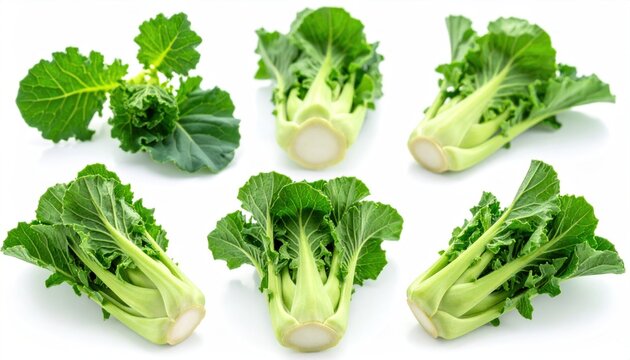 Kalettes on White.