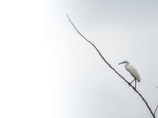 Small white mouse climbing a thin branch against a plain white background
