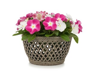 Colorful pink and white petunia flowers in a decorative woven basket isolated on white background for floral or gardening themes