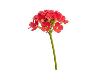 Closeup of a vibrant pink and red primula flower with green stem isolated on white background