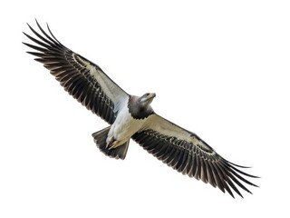 Bird soaring in the sky with wings spread wide against a clear background