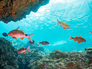 Fototapeta premium ホウライヒメジ, Whitesaddle goatfish, Parupeneus ciliatus, ニザダイ, Sawtail, Prionurus scalprum, メジナ, Largescale Blackfish, Girella punctata, イスズミ, Brassy Chub, Kyphosus vaigiensis, 他。 ヒリゾ浜南伊豆町中木 静岡県伊豆半島-2025 他