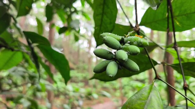 Young green melinjo fruits grow in clusters on tropical tree branches with fresh leaves after rainfall