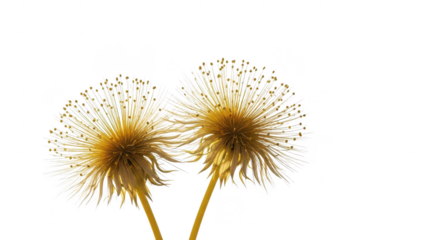 Closeup of two dandelion seed heads with delicate seeds on long stems isolated on transparent background