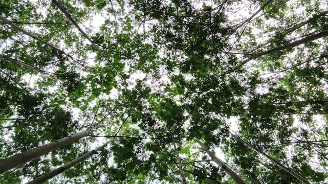 Tall forest trees rise upward forming a circular green canopy pattern against bright sky above