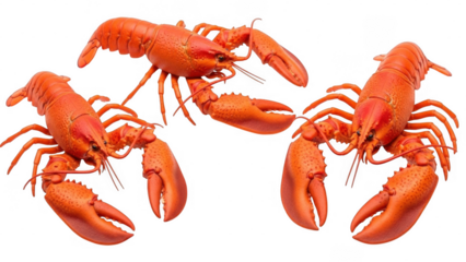 Group of four bright orange lobsters with detailed claws and antennae isolated on transparent background
