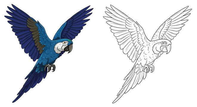 Blue and White Parrot Flying in Color and Outline Illustration For Tropical Design Projects