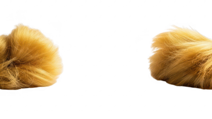 Closeup of fluffy orange and white cat tails with soft fur on a transparent background