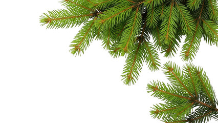 Obraz premium Closeup of lush green pine branches with detailed needles on a transparent background