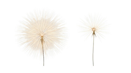Two dandelion seed heads with delicate feathery parachutes on slender stems isolated on transparent background