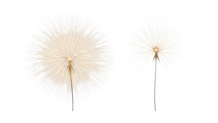 Two dandelion seed heads with delicate feathery parachutes on slender stems isolated on transparent background