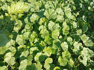 Fresh green leaves of Malva parviflora, commonly known as cheeseweed mallow, showing natural leaf pattern with rounded lobes and visible veins, growing naturally in wild vegetation