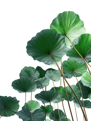 Cluster of large, round green leaves with visible stems against a black backdrop