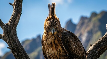 Majestic Javan Hawk-Eagle with crest perched on branch
