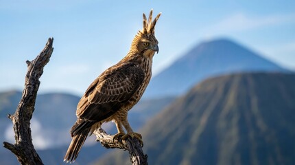 Majestic Javan Hawk-Eagle with crest perched on branch