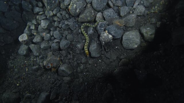 Night muck diving in Indonesia. Sea floor with rocks, corals and night creatures. Muck diving on Alor island in Indonesia