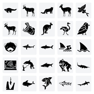 A Mix Of Exotic And Extinct Fauna &ndash; Showcasing The Binturong, Flying Fish, And The Extinct Bubal Hartebeest For Historical Biology